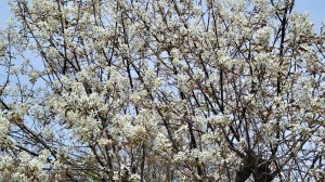 マキノ春爛漫