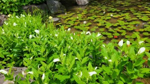 6月は芸術の初夏??となりました!