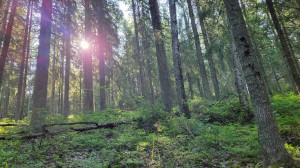 女子旅最高!!エストニア・フィンランド旅行