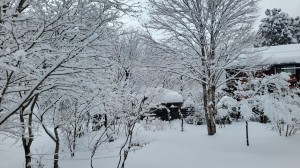 2026年1月のマキノ