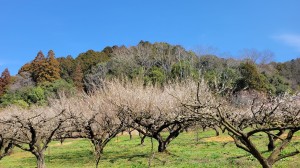 朗読会の仲間と「寿長生の郷」梅まつりへ