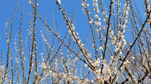 朗読会の仲間と「寿長生の郷」梅まつりへ