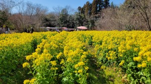 朗読会の仲間と「寿長生の郷」梅まつりへ